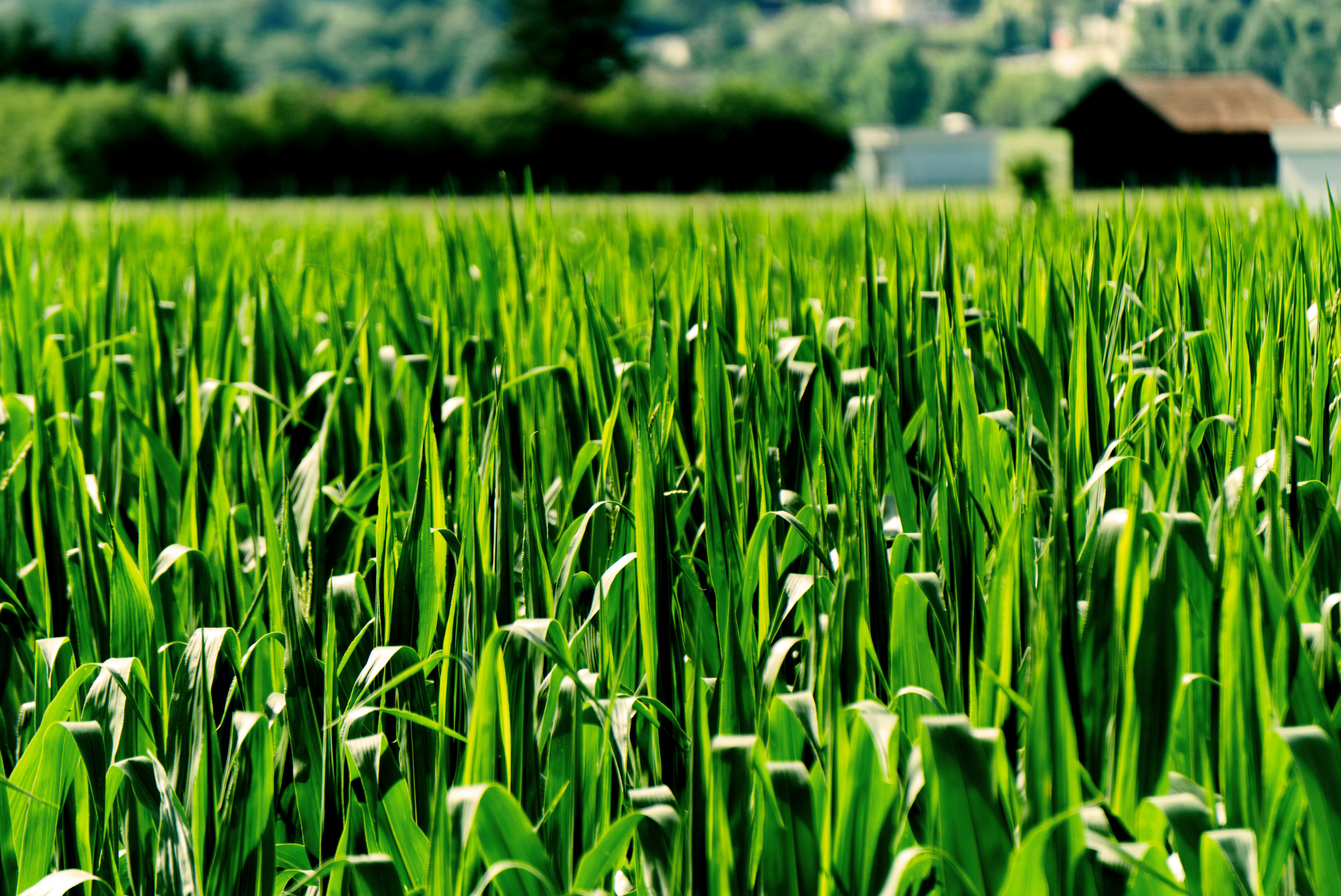 Agronomické poradenstvo